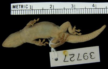 Media type: image; Herpetology R-39727